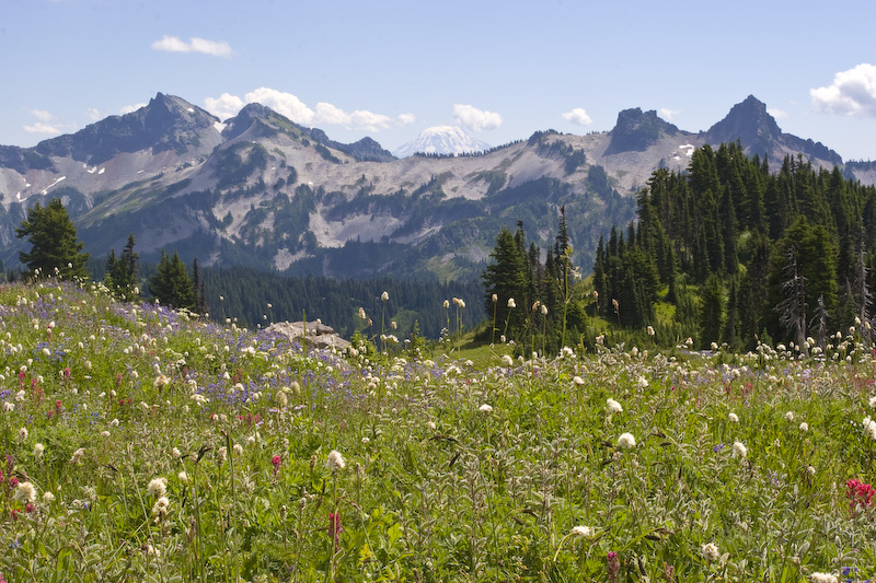 Mount Adams And The Tatoosh Range Above Wildflower Covered Hillside